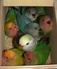 Agapornis en nido